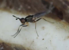 Prochyliza xanthostoma