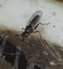 Prochyliza xanthostoma