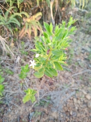 Trembleya phlogiformis