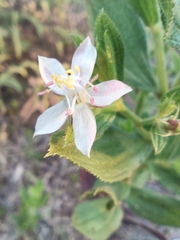 Trembleya phlogiformis