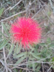 Calliandra dysantha
