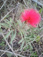 Calliandra dysantha