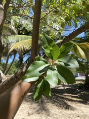 Pisonia albida