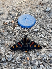 Mimoniades versicolor