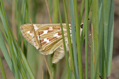 Hesperia uncas uncas