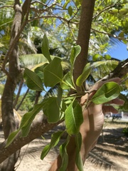 Pisonia albida
