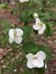 Rhodotypos scandens