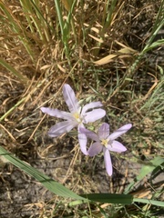 Brodiaea sierrae