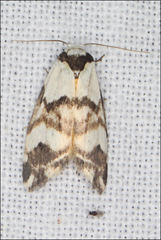 Thallarcha albicollis