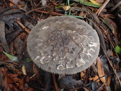 Amanita cheelii