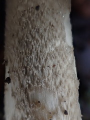 Amanita cheelii