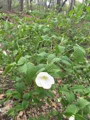 Rhodotypos scandens