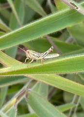 Schistocerca pallens