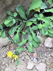 Crepidiastrum lanceolatum