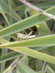Schistocerca pallens