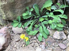 Crepidiastrum lanceolatum