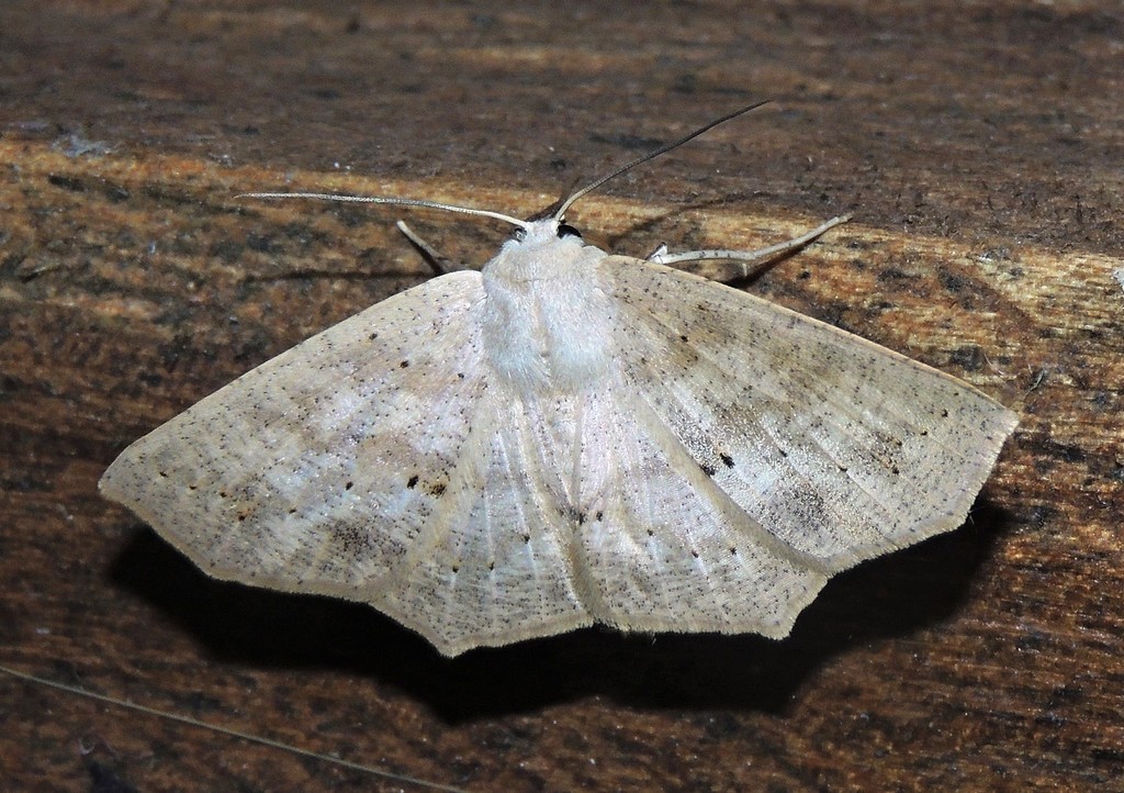Sabulodes triangula