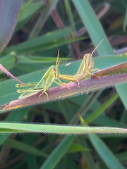 Schistocerca pallens