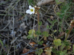 Saxifraga granulata