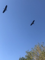 Nycticorax nycticorax