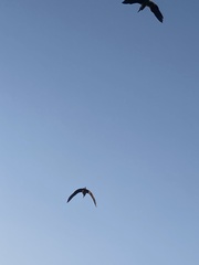Nycticorax nycticorax