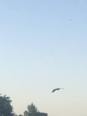 Nycticorax nycticorax