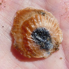 Tedinia pernoides