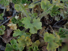 Saxifraga granulata