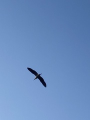 Nycticorax nycticorax