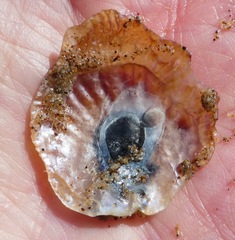 Tedinia pernoides