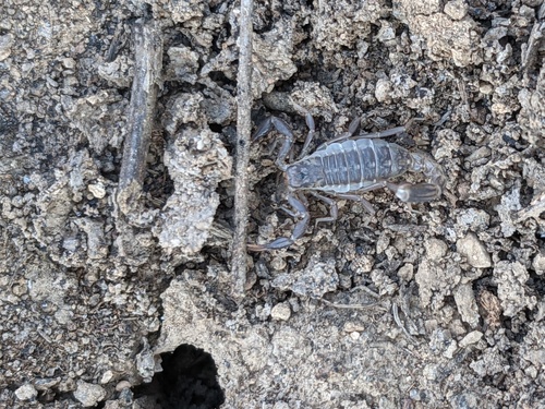 Lesser Stripetail Scorpion photo 2