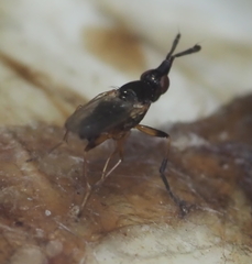 Prochyliza xanthostoma