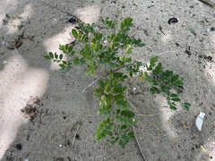 Indigofera tinctoria