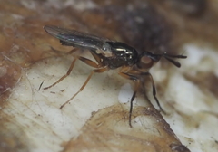 Prochyliza xanthostoma