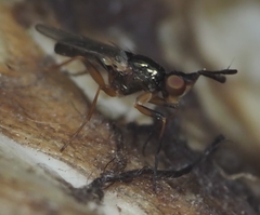 Prochyliza xanthostoma