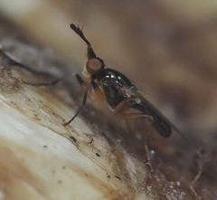 Prochyliza xanthostoma