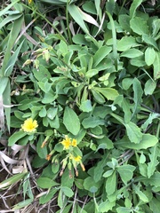 Crepidiastrum lanceolatum
