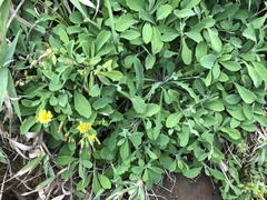 Crepidiastrum lanceolatum