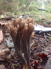 Clavulina vinaceocervina