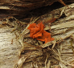 Guepinia helvelloides
