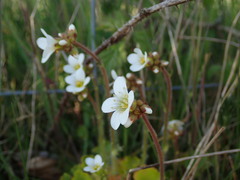 Saxifraga granulata