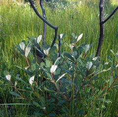 Banksia paludosa