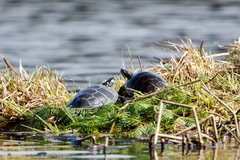 Chrysemys picta picta