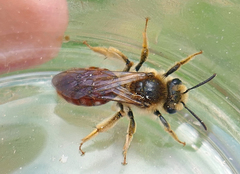 Andrena erythrogaster