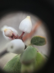 Arctostaphylos pumila