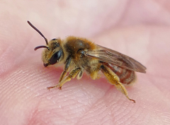 Andrena erythrogaster