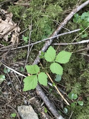 Tiarella trifoliata trifoliata