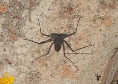Phrynus whitei