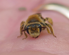 Andrena erythrogaster