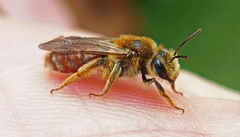 Andrena erythrogaster